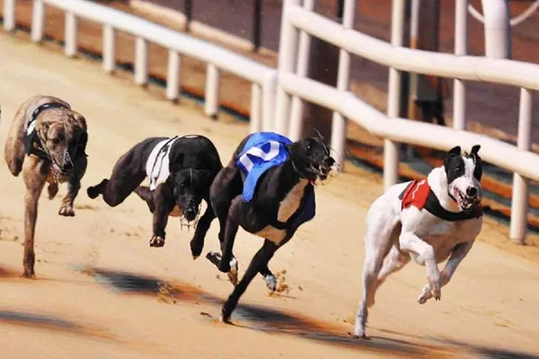 Hướng Dẫn Cách Chơi Game Nhanh Đua Chó Tại BJ88 Từ A Đến Z