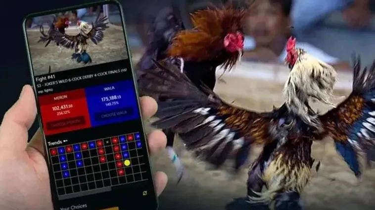 Đá Gà BJ88 Trực Tiếp Đỉnh Cao Từ Trường Gà Thomo Campuchia